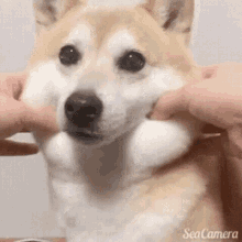 a doggo gif with doggo moving his ears up and down